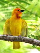 Golden Palm Weaver