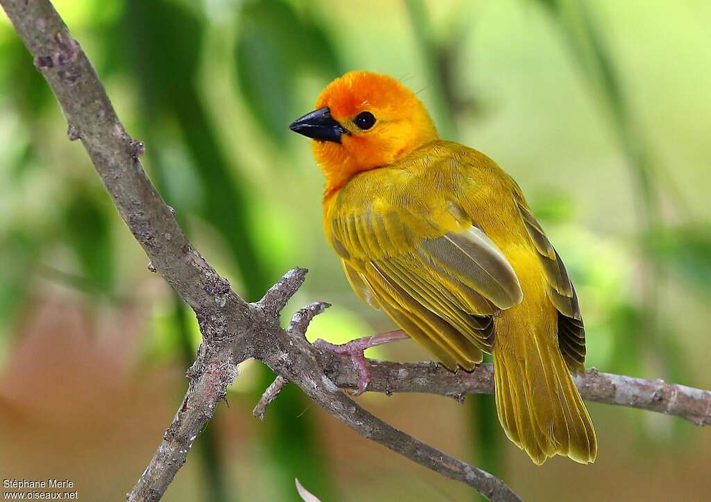 Golden Palm Weaver male adult breeding, close-up portrait, pigmentation