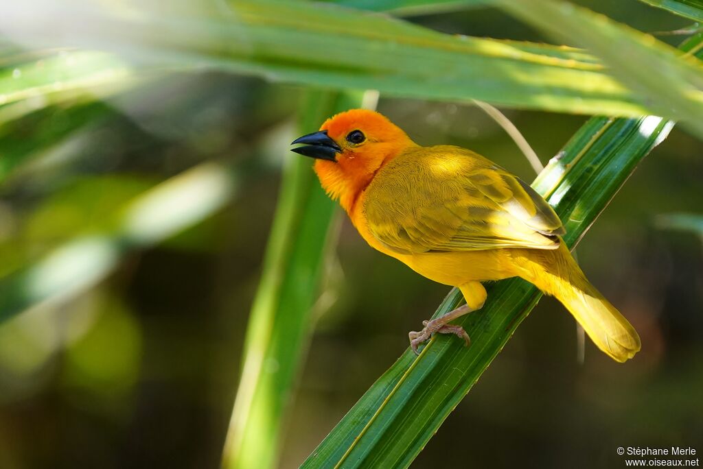 Golden Palm Weaver male adult