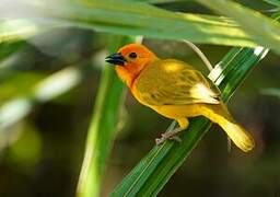 Golden Palm Weaver