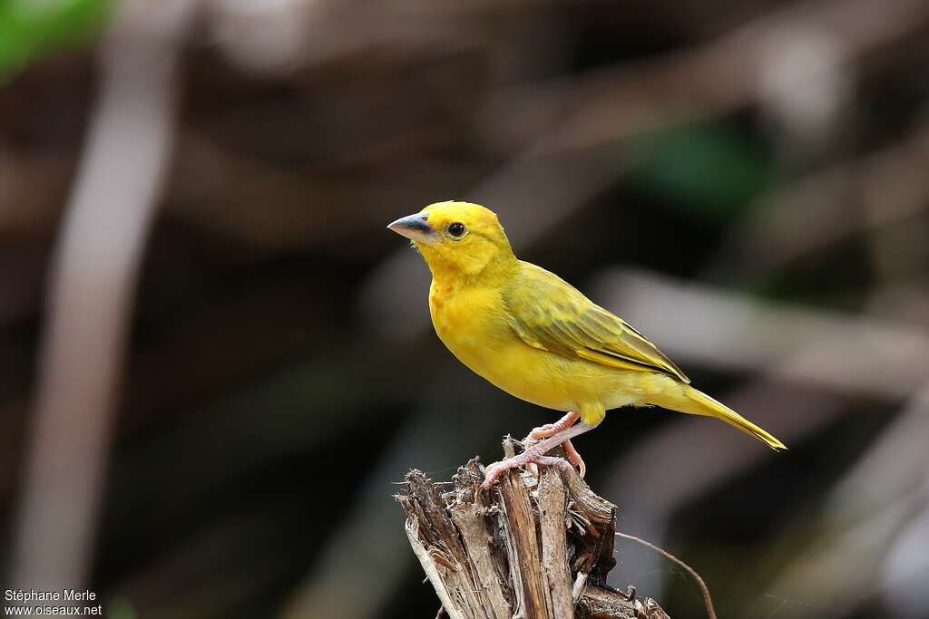 Tisserin palmiste femelle adulte, identification