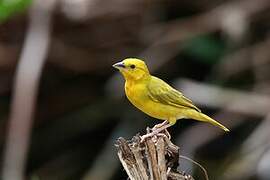 Golden Palm Weaver