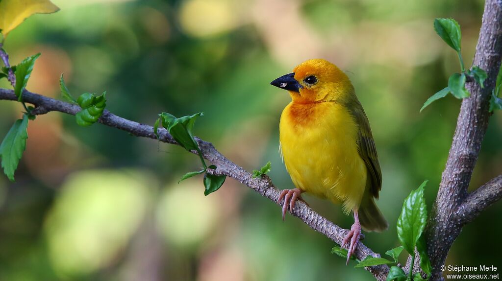 Golden Palm Weaver male adult breeding