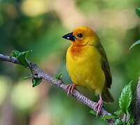 Golden Palm Weaver