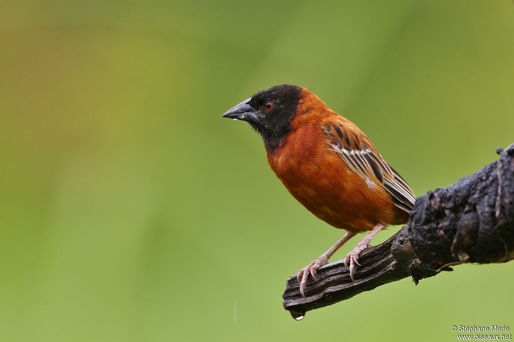 Chestnut Weaver male adult