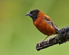 Chestnut Weaver