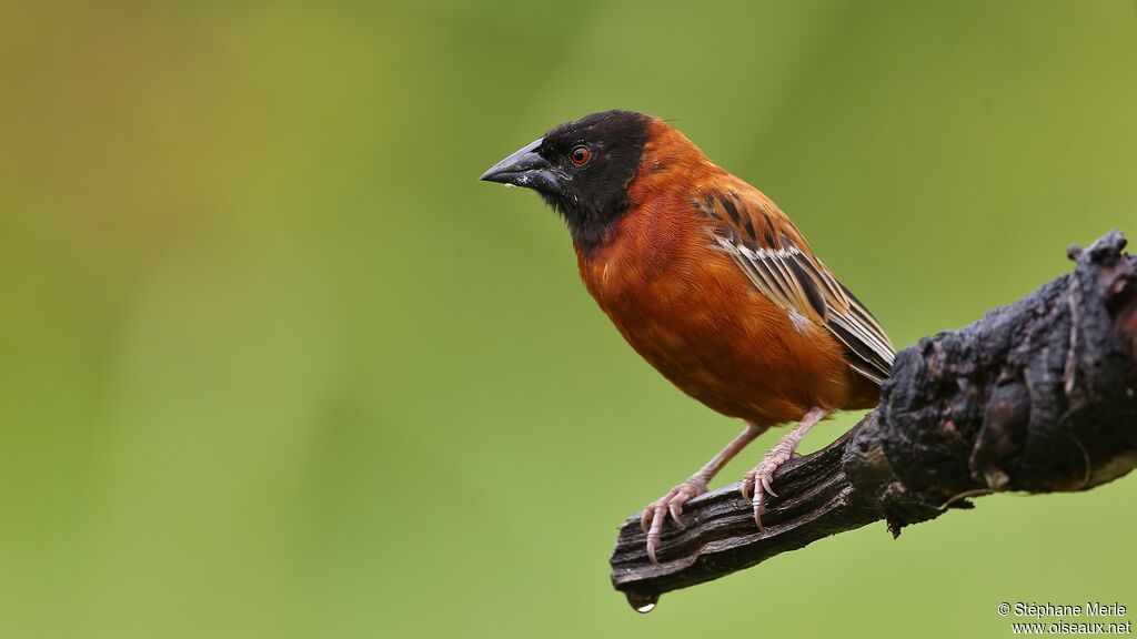 Chestnut Weaver male adult breeding