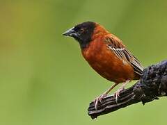 Chestnut Weaver