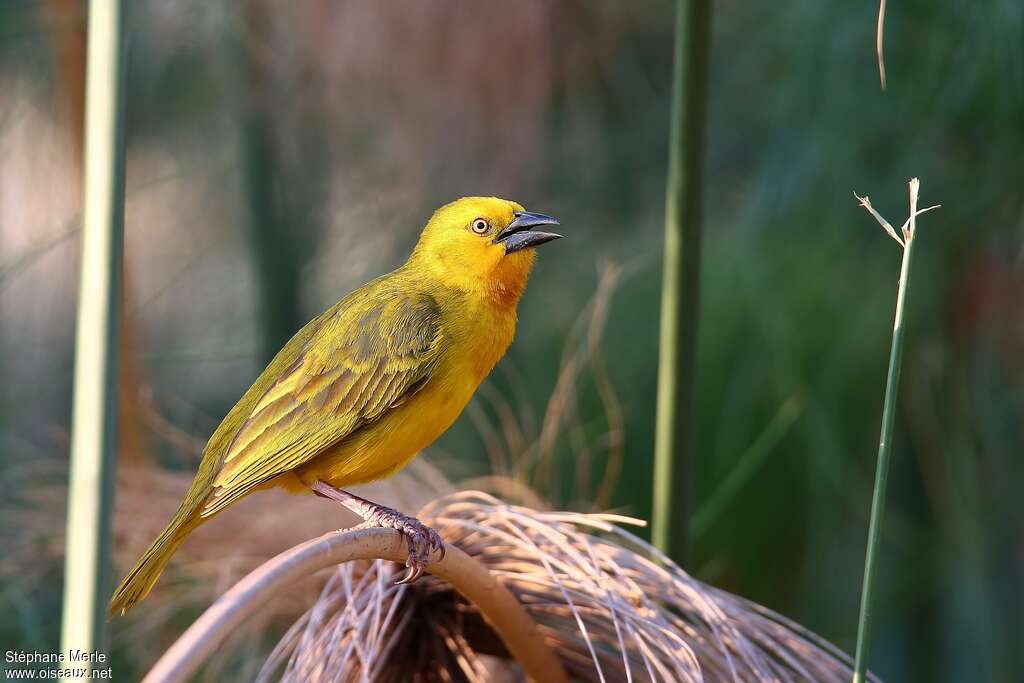 Holub's Golden Weaver male adult breeding, identification