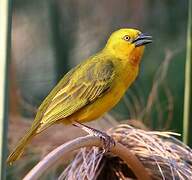 Holub's Golden Weaver