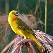 Holub's Golden Weaver