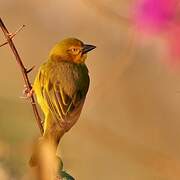 Holub's Golden Weaver