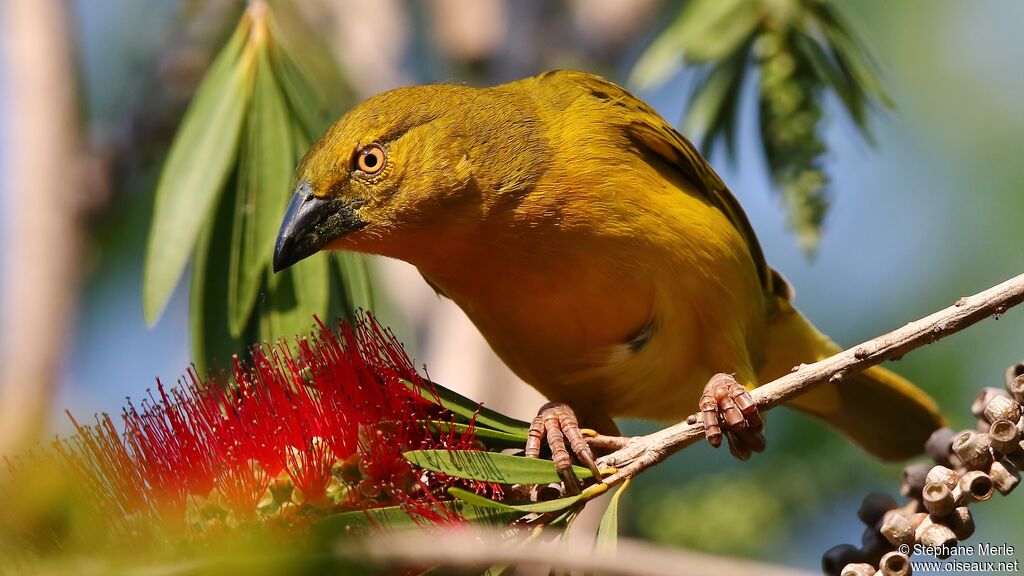 Holub's Golden Weaveradult