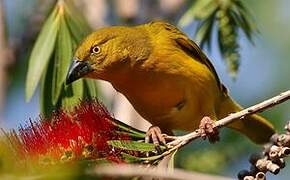 Holub's Golden Weaver