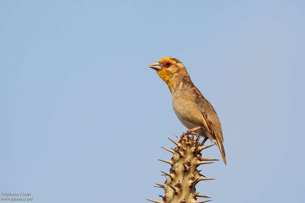 Sakalava Weaver male immature, identification