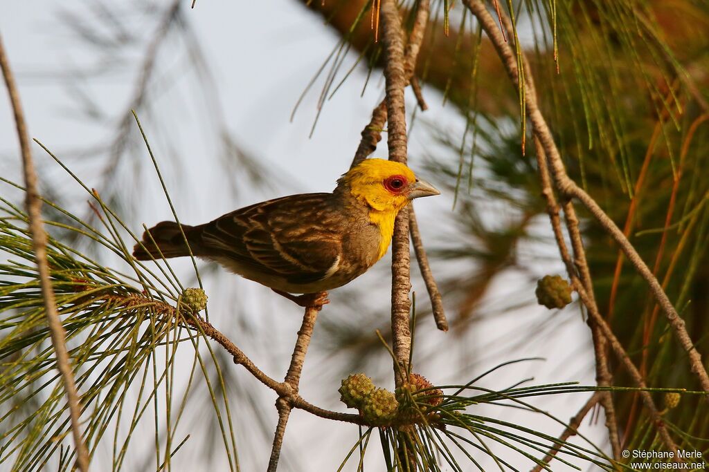 Sakalava Weaver male adult breeding