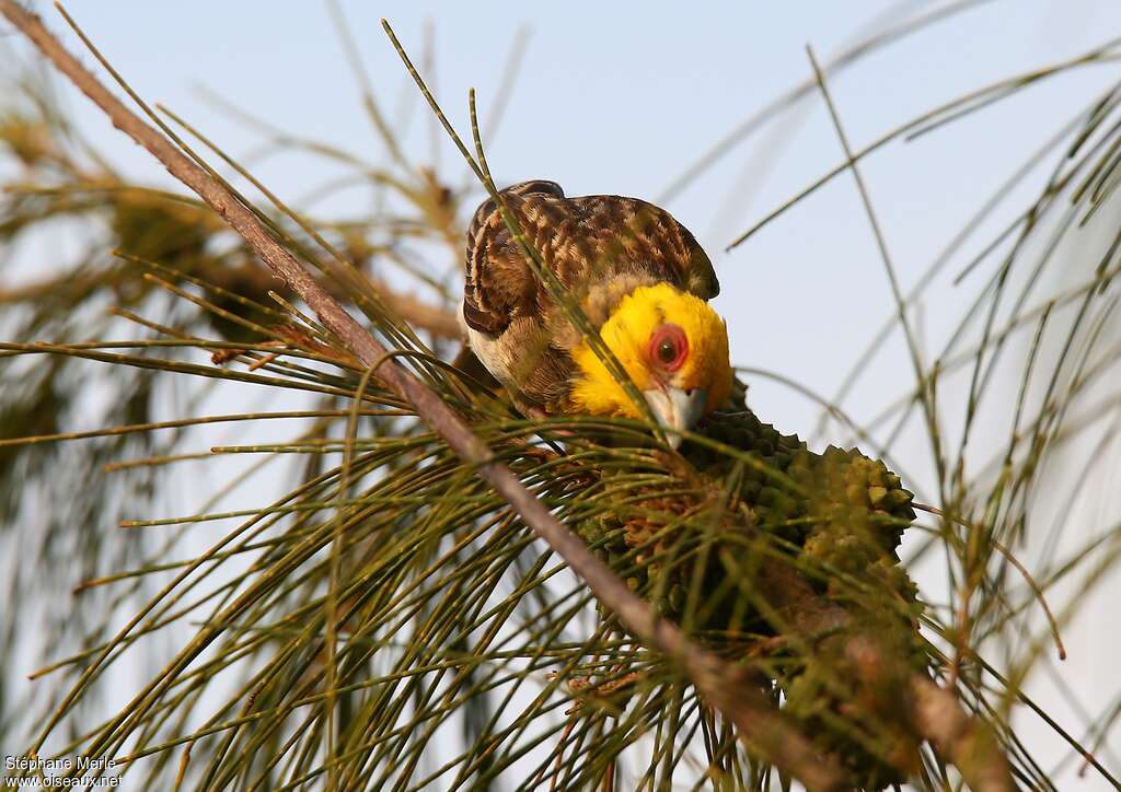 Sakalava Weaver male adult breeding, close-up portrait