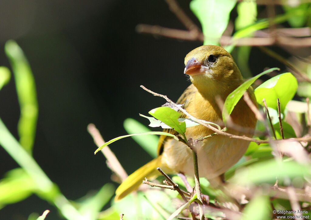 Vitelline Masked Weaveradult