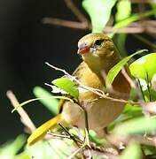 Vitelline Masked Weaver