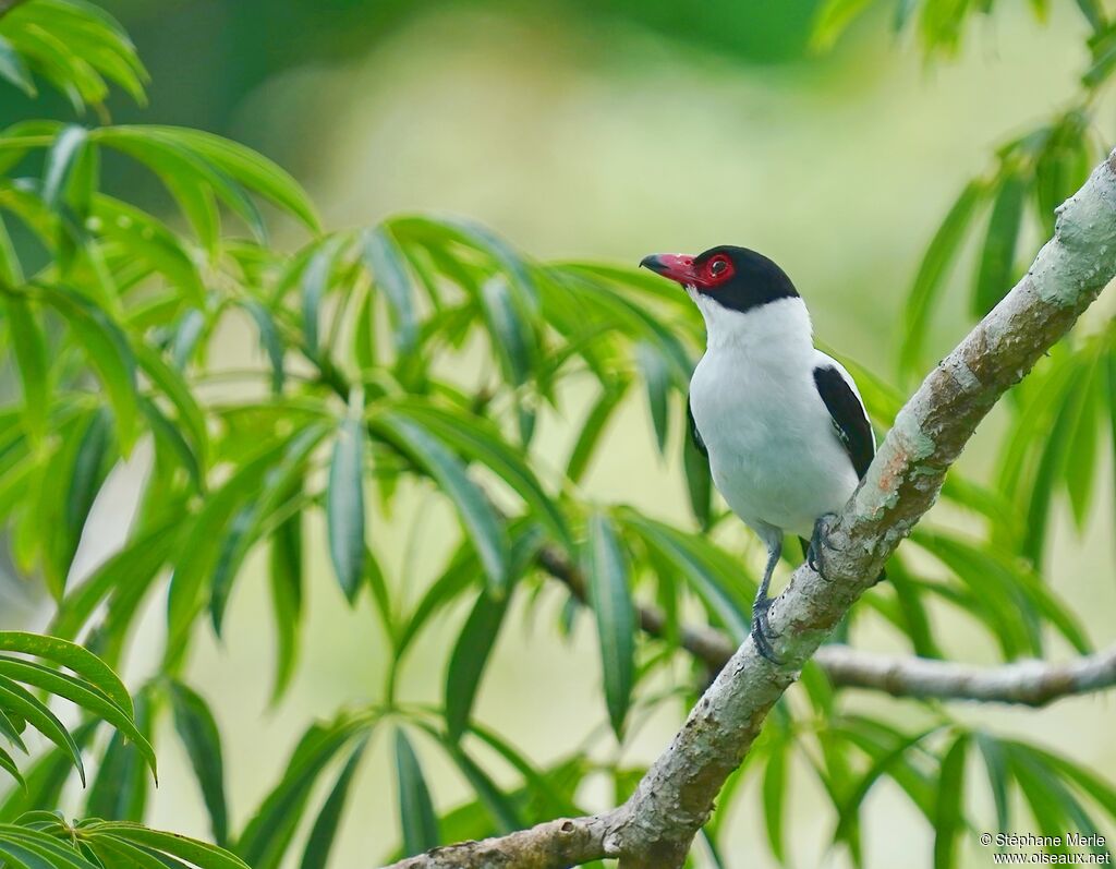 Black-tailed Tityraadult