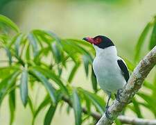 Black-tailed Tityra