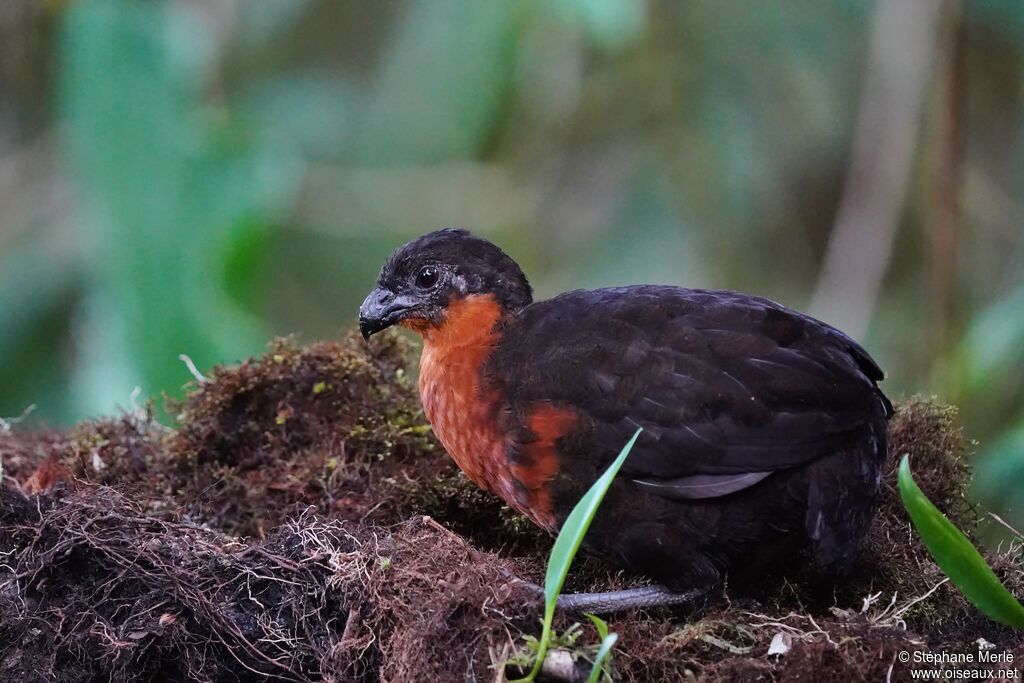 Dark-backed Wood Quailadult