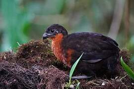 Dark-backed Wood Quail