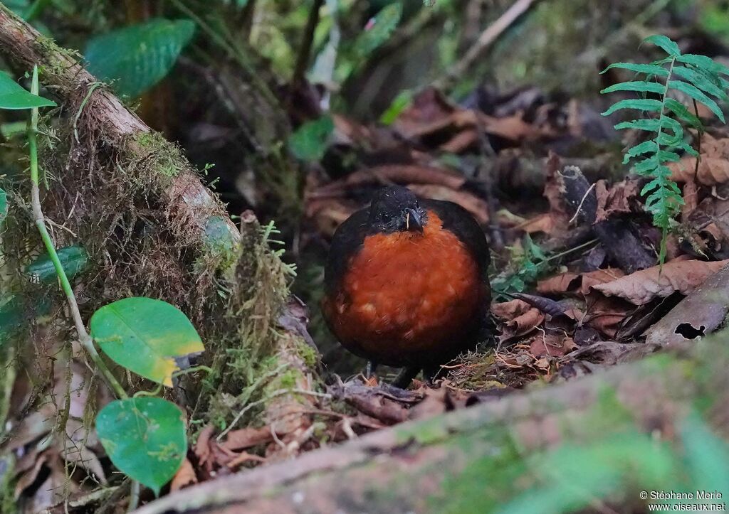 Dark-backed Wood Quailadult