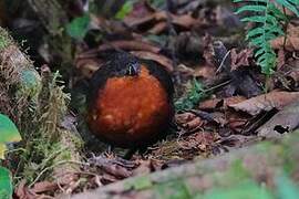 Dark-backed Wood Quail