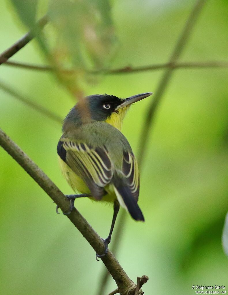 Common Tody-Flycatcheradult