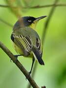 Common Tody-Flycatcher