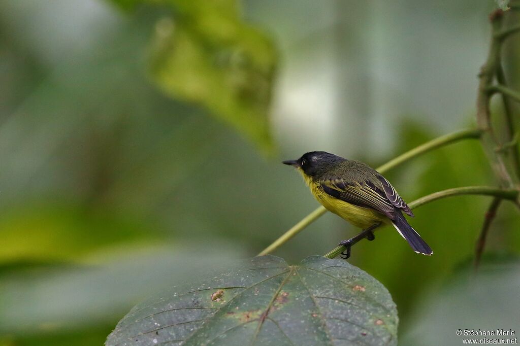 Common Tody-Flycatcher