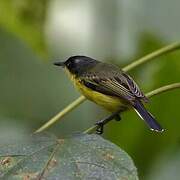 Common Tody-Flycatcher