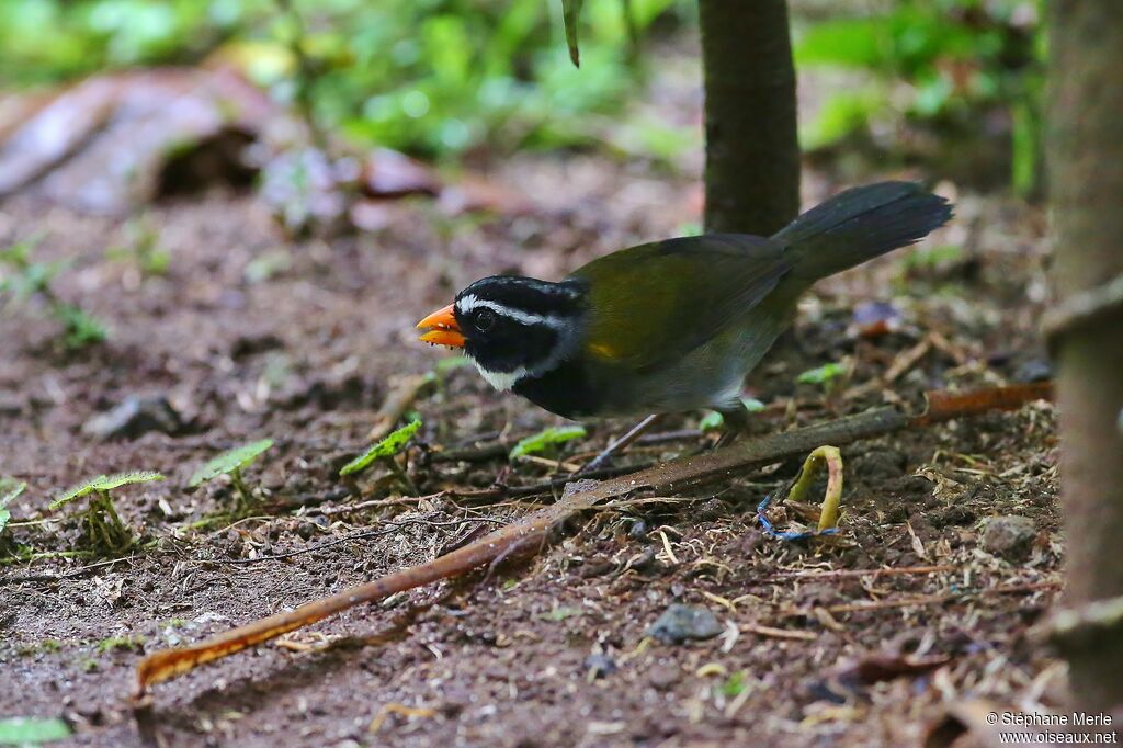 Orange-billed Sparrowadult