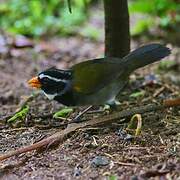 Orange-billed Sparrow