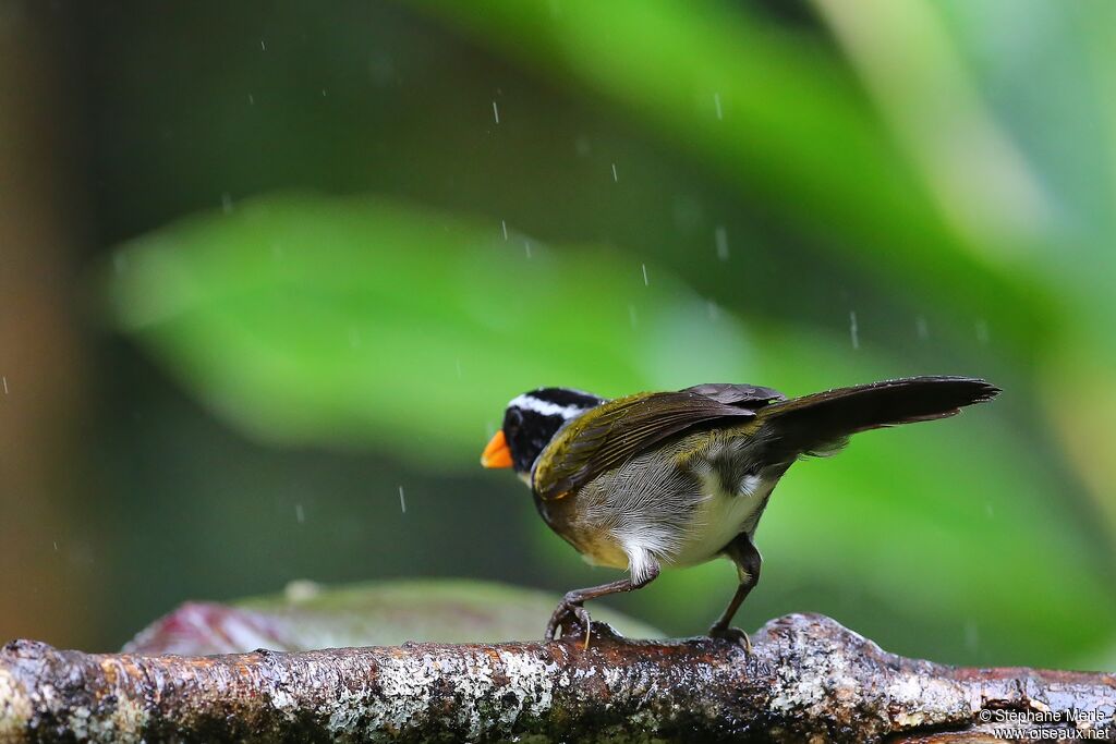 Orange-billed Sparrow