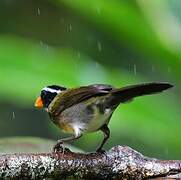 Orange-billed Sparrow