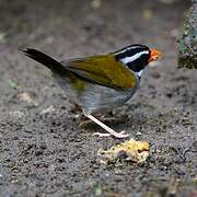 Orange-billed Sparrow