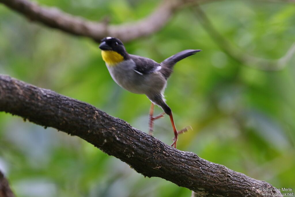 White-naped Brushfinchadult