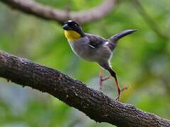 White-naped Brushfinch