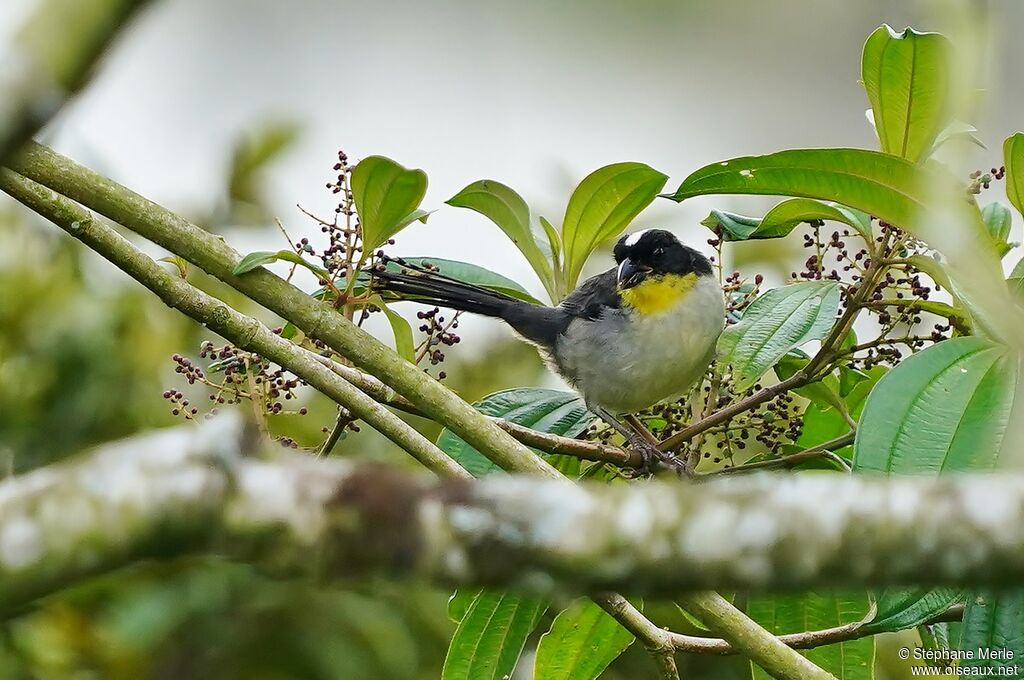 White-naped Brushfinchadult