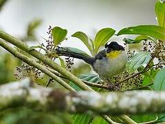 White-naped Brushfinch