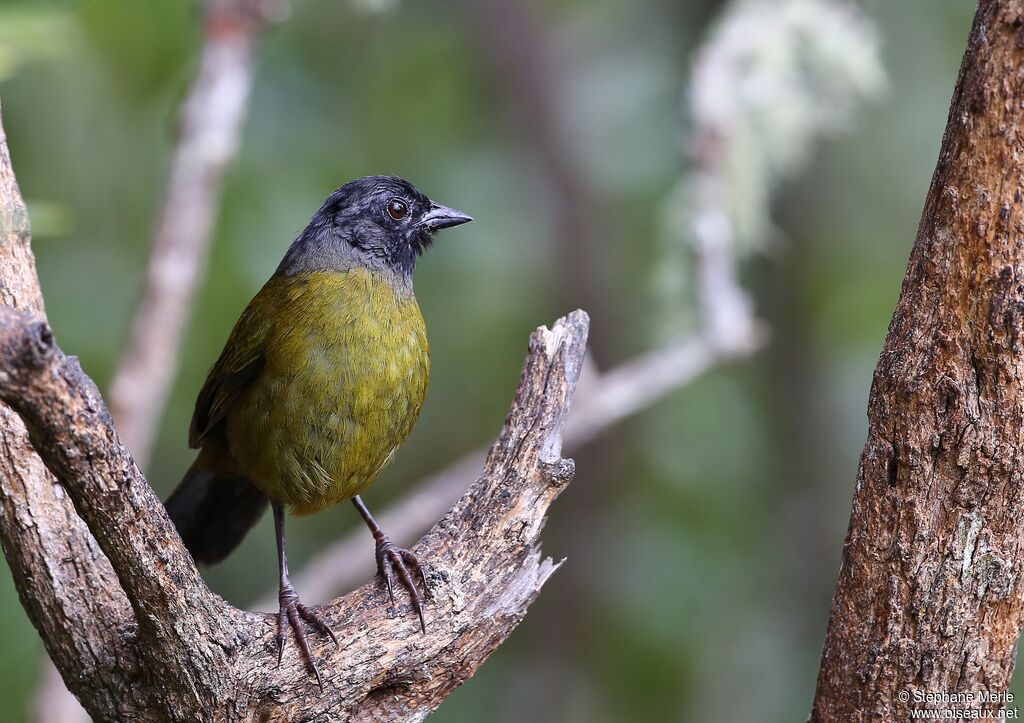 Large-footed Finchadult