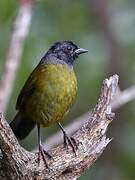 Large-footed Finch