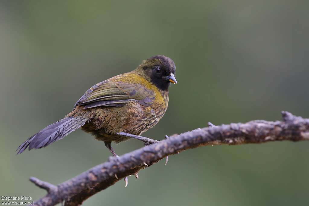 Large-footed Finchimmature, identification