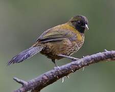 Large-footed Finch