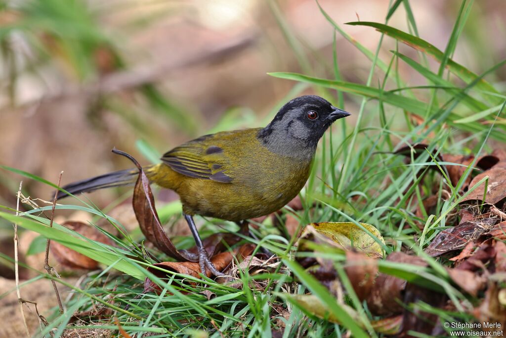 Large-footed Finchadult