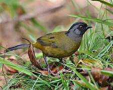 Large-footed Finch