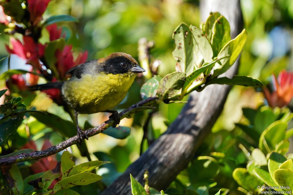 Yellow-breasted Brushfinchadult