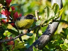 Yellow-breasted Brushfinch